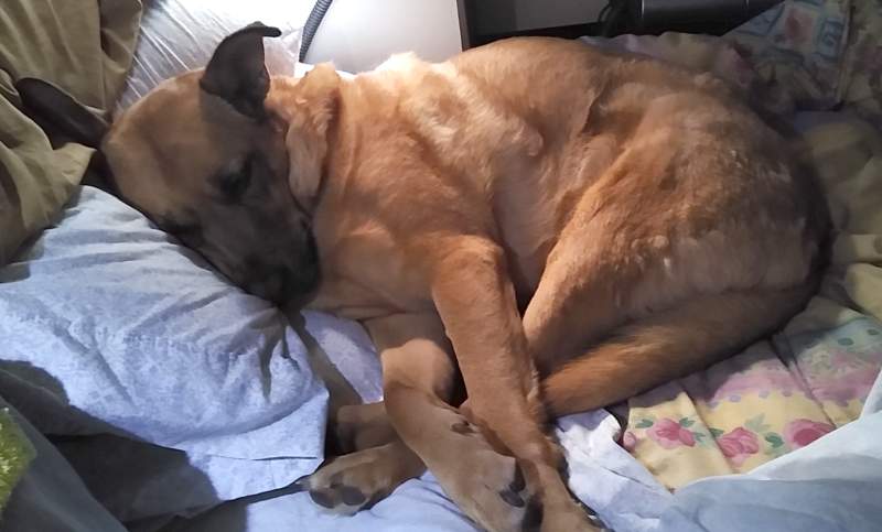 Maisie - a large sandy-brown dog with pointed ears and some black markings on her face - sleeping on her side on the bed, head on the pillow and all four feet in a pile.