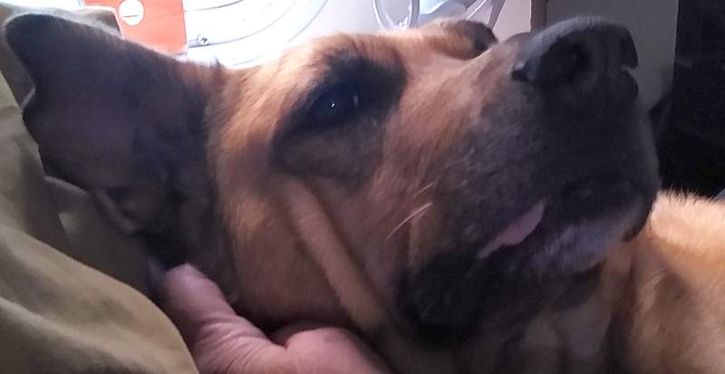 Another view of Maisie's face with tongue tip sticking out
