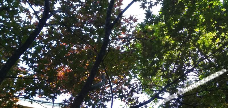 Photo looking up through trees toward the sky, showing some of the leaves have already begun to turn red.