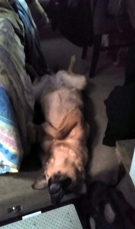 My dog Maisie - a large sandy-brown dog with pointed ears and some black markings on her face - laying on her back on the floor, her head hanging at the edge of a step, rear legs splayed open, front legs across her chest.