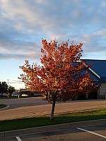 Another tree that celebrated autumn too early!