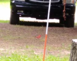 See the little cardinal?