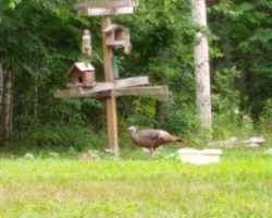 A turkey to the right and a bunny to the left of the bird feeding station