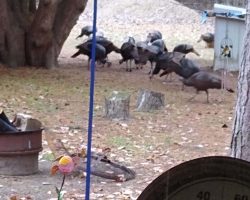It was Thanksgiving morning, and the local turkeys had come for breakfast.