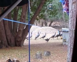 The turkeys went into their meerkat posture.