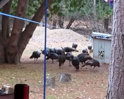 The turkeys were able to resume their Thanksgiving meal.