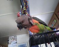 If you won't give me scritches I guess I'll have to do it myself!