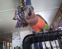 Scritches, please?