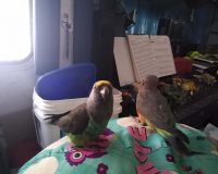 Hey Mom, Max said you made us new toys...are all of these for US????