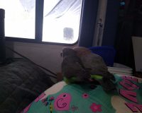 Not much cuter than two poi boiz, watching the snow fall together.