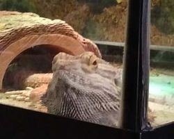 Draco has to keep an eye on us whenever we come over.