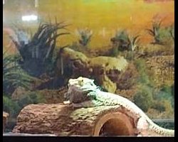 Draco is so supercilious!