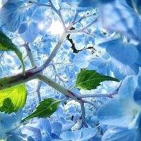 from the inside of a hydrangea