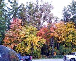 Some of the trees outside the restaurant