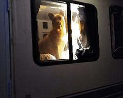Waiting patiently while I find my house key in the dark.