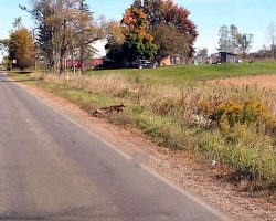 Look what we saw at the side of the road, munching on road kill, on the way to West Branch! See it?