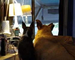 First thing in the morning, while I was having my coffee on the davenport, these guys were watching Pete do whatever he does outside early in the day.