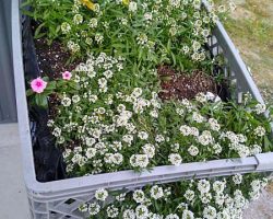 I have no idea what these are (do you?) but I loved these little while flowers at the first Amish store we went to!