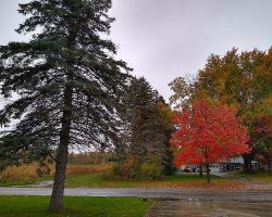 There were some pretty trees in their neighborhood!