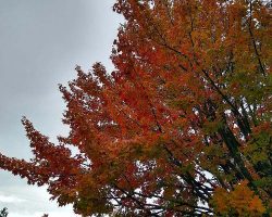 The brilliant color of this tree, over their driveway, against the darkening sky, made a great picture, don't you think?