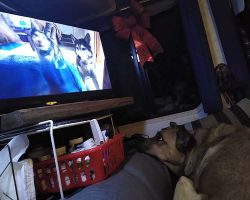 Maisie watching her favorite "show" - Sherpa - on YouTube.