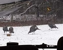 Nov. 15 - SNOW! And turkeys! (These are our 4 big toms that have been around here forever.)