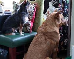 Pete went out to hang the suet blocks in their holders, and the dogs watched.