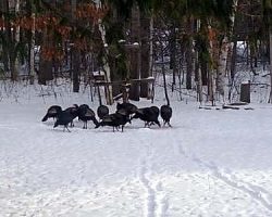 The turkeys showed up for the 2nd day in a row since they had disappeared!