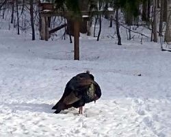 A couple of turkeys standing in the driveway, "guarding" the rest of the flock as they ate.