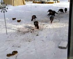 The turkeys don't seem to mind the squirrel.