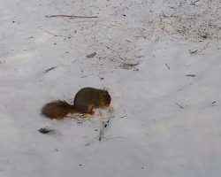 A little squirrel helps himself to some of the corn we put out for the birds.