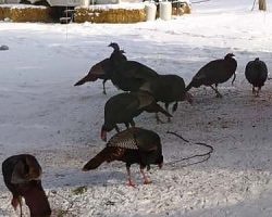 IDK why people think that wild turkeys are just plain brown birds!