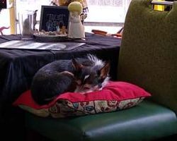 Chuy quickly found a use for the one on the chair.