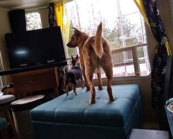 Dogs: "What is this new thing in our living room?"