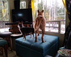 "It seems to be perfectly positioned for looking out the windows...in every direction!"