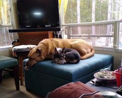 Maisie & Chuy: "Zzzzz"