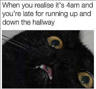 Just the face of a black cat, on its back, yellow eyes wide open, mouth partially open. Caption: When you realise it's 4 a.m. and you're late for running up and down the hallway.