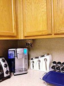A kitchen counter with appliances and canisters lined up neatly. A calico cat's head hangs upside down from beneath the upper cabinets. No caption.
