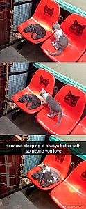 3 frames, 2 red plastic chairs with pictures of cat faces on the backrest. 1st frame shows a gray cat sleeping on one chair and a gray and white cat sitting on the chair next to him, looking at him. 2nd frame shows the gray and white cat walking across to the gray cat. 3rd frame shows the gray and white cat curled up around the gray cat. Caption: Because sleeping is always better with someone you love.