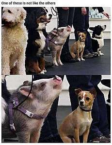 A row of dogs on leashes, lined up next to their handlers. Left to right: a big fuzzy dog, a big tri-color dog, a pig, a tiny dog staring at the pig with wide eyes, and a medium black and white dog. Caption: One of these is not like the others.