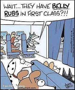 A cartoon showing a bunch of dogs sitting in seats on an airplane. Caption: Wait...They have BELLY RUBS in first class?!?"
