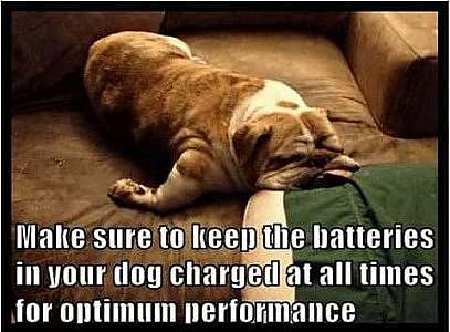 An orange and white bulldog laying on the floor, one front leg extended to the side, his extra facial skin smushed up around his face. Caption: Make sure to keep the batteries in your dog charged at all times for optimum performance.