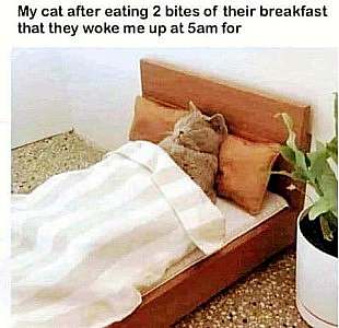 A cat laying on his back in a cat-sized bed, head on a pillow, blanket pulled up to his shoulders. Caption: My cat after eating 2 bites of their breakfast that they woke me up at 5am for.