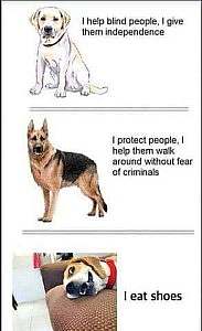 3 frames. Top frame has a drawing of a yellow lab with the caption "I help blind people, I give them independence." 2nd frame: Picture of a German shepherd with the caption, "I protect people, I help them walk around without fear of criminals." 3rd frame: a beagle laying on his side with a goofy look on his face, with the caption, "I eat shoes."