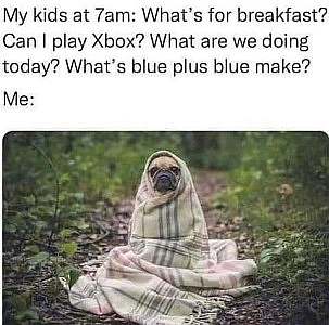 A pug sitting up, wrapped in a blanket, among some bushes on a path. Caption: "My kids at 7am: What's for breakfast? Can I play Xbox? What are we doing today? What's blue plus blue make?" Me: