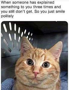 A pleasant-looking orange cat. Caption: When someone has explained something to you three times and you still don't get it. So you just smile politely.
