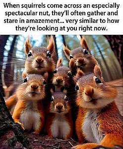 6 squirrels in close up, looking into the camera with varying degrees of interest and curiosity. Caption: When squirrels come across an especially spectacular nut, they'll often gather and stare in amazement... very similar to how they're looking at you right now.