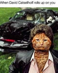 A shiny black sports car in the background; in the foreground is a yellow cat with a dark wig, a white shirt open halfway down his chest, and an open black leather jacket. Caption: When David Catsellhoff rolls up on you