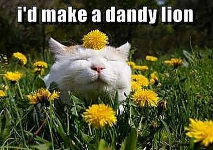 A white cat in a field of dandelions, with one of the blossoms on its head. Caption: I'd make a dandy lion