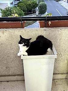 A balcony overlooking a road with a square planter or similar bin and a black and white cat laying across the top. No caption.
